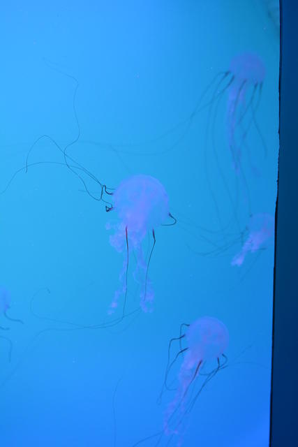 DSC 0050