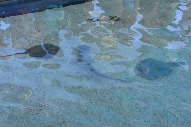 DSC 0067