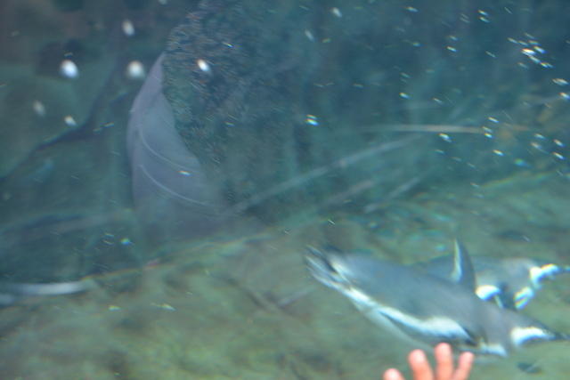 DSC 0095