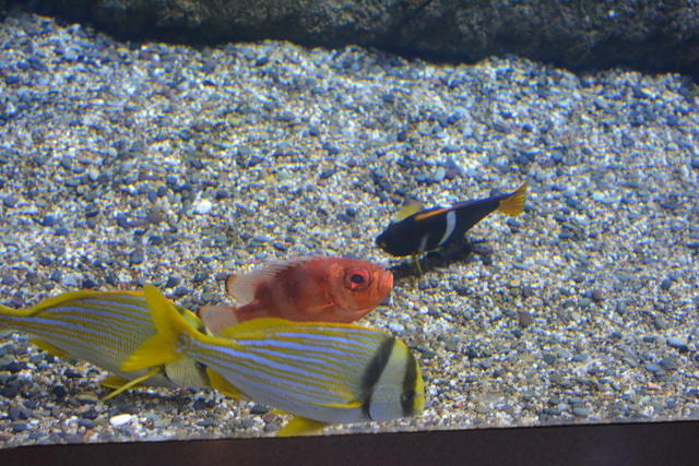 DSC 0118
