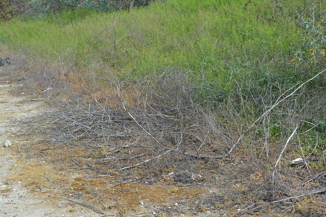 DSC 0211