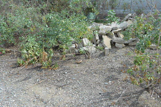 DSC 0216