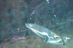 DSC 0094