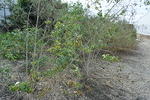 DSC 0217