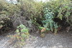 DSC 0218