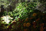 DSC 0968